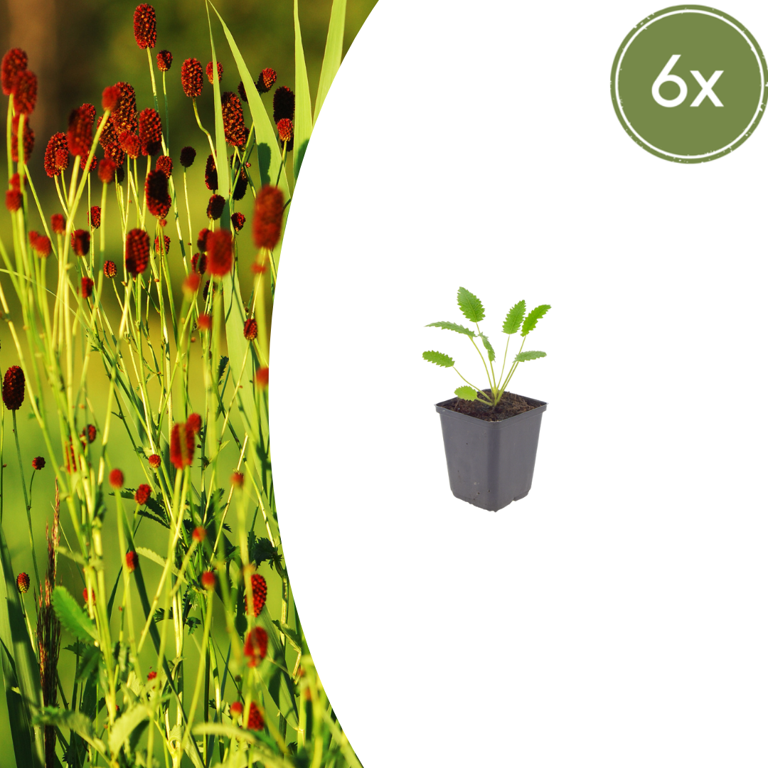 6x Sanguisorba o. 'Tanna' - ↕10-25cm - Ø9cm
