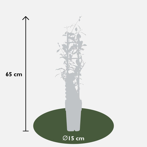 3x - Trachelospermum Mix - ↨65cm - Ø15