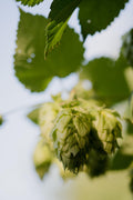 4x - Humulus lupulus 'Nordbrau' - ↨65cm - Ø15