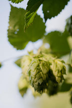 4x - Humulus lupulus 'Nordbrau' - ↨65cm - Ø15