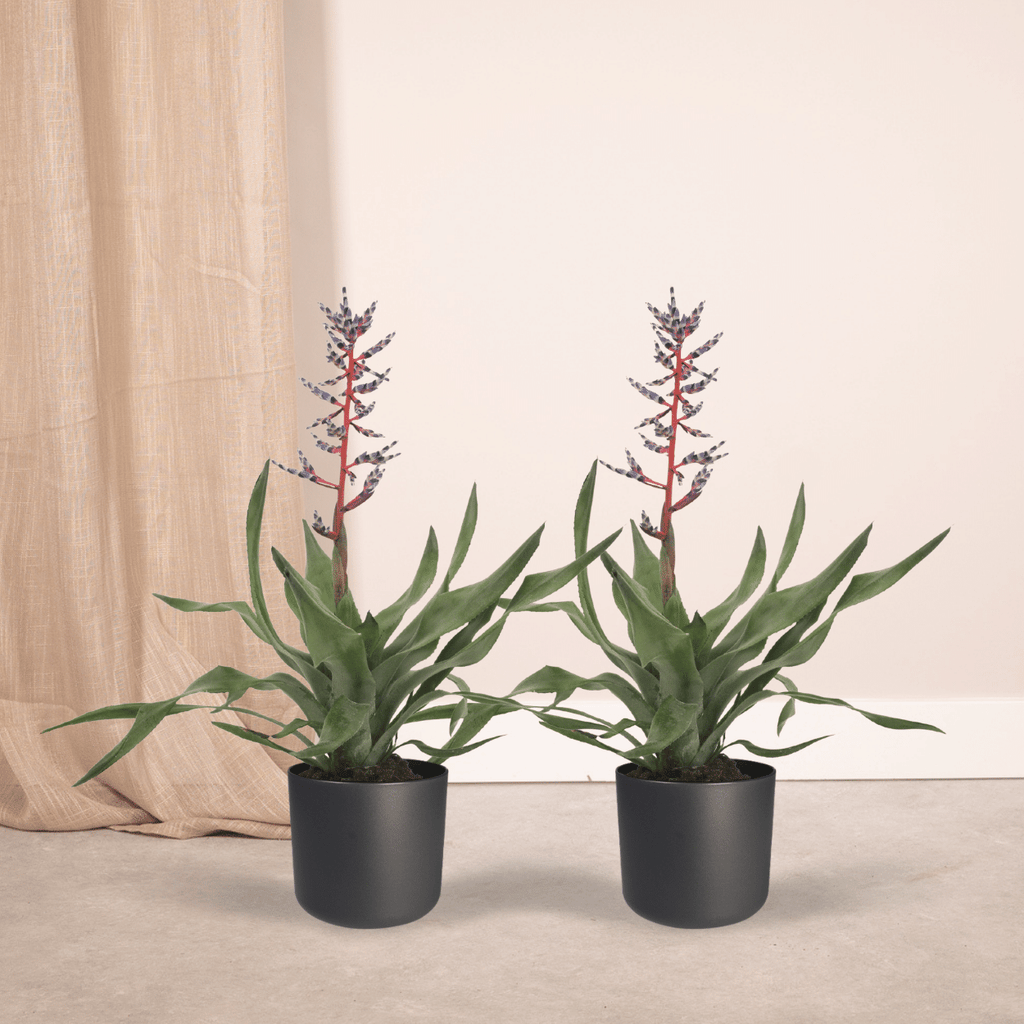 2x Aechmea Blue Rain - Kokerbromelia - 45cm - ø12
