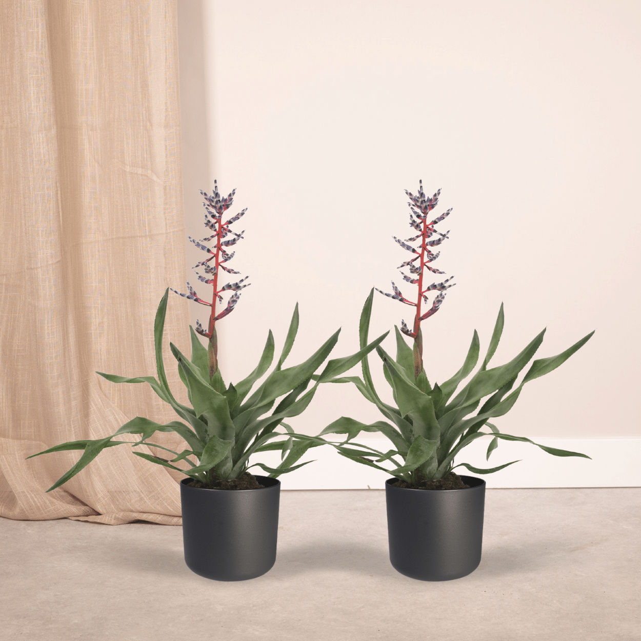2x Aechmea Blue Rain - Kokerbromelia - 45cm - ø12