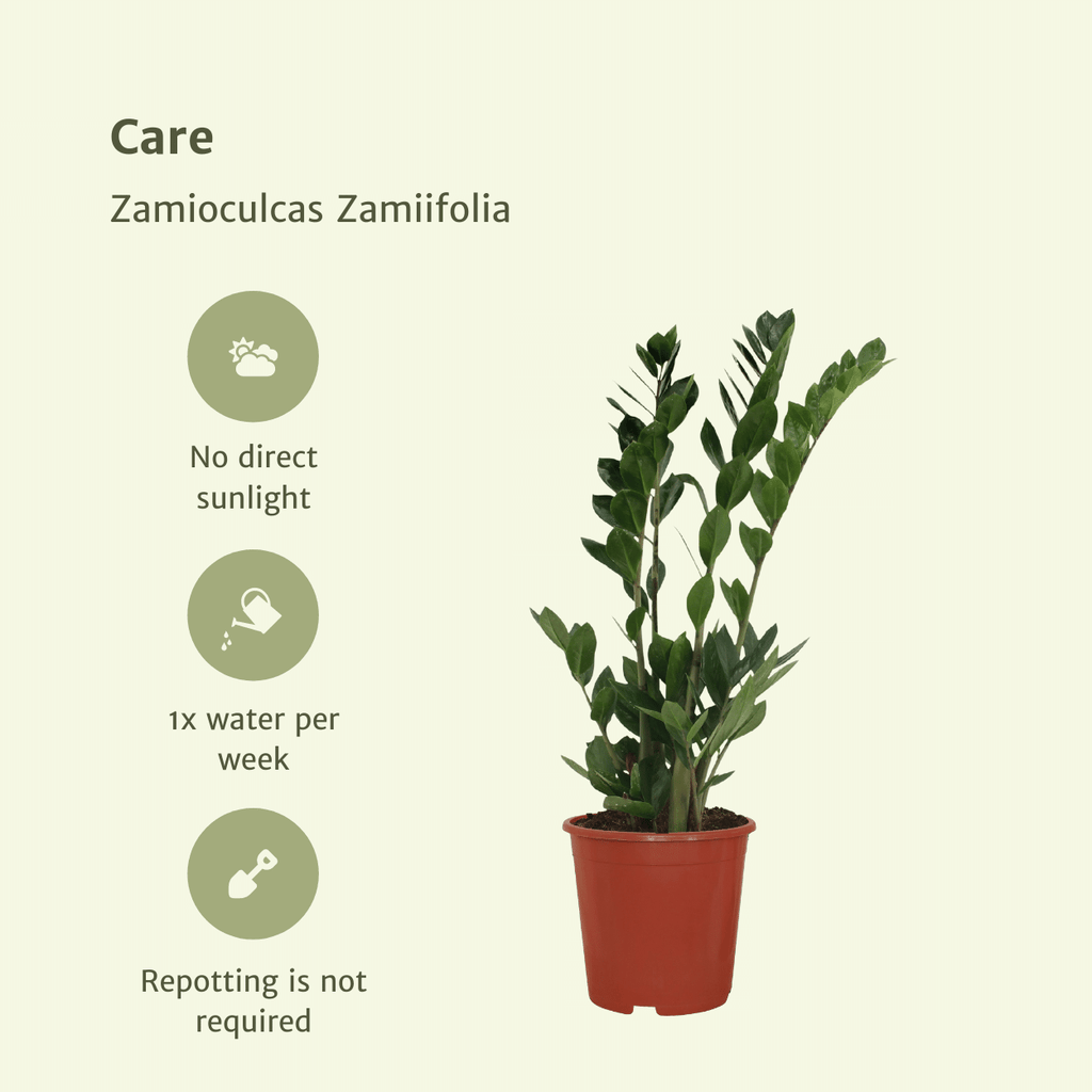 2x Zamioculcas Zamiifolia - Emerald palm - 70cm - ø17