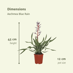 2x Aechmea Blue Rain - Kokerbromelia - 45cm - ø12