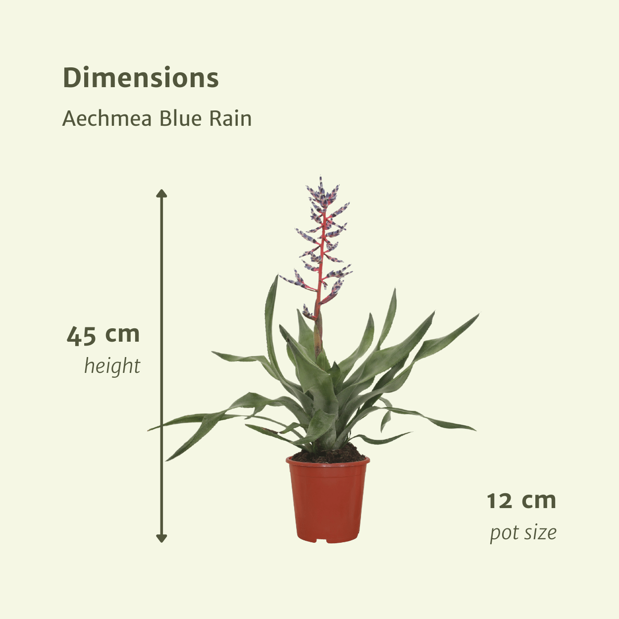 2x Aechmea Blue Rain - Kokerbromelia - 45cm - ø12