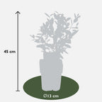 5x - Vaccinium corymbosum 'Brigitta Blue' - ↨45cm - Ø13