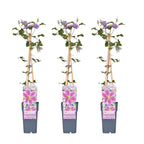 3x - Clematis Piilu - ↨65cm - Ø15
