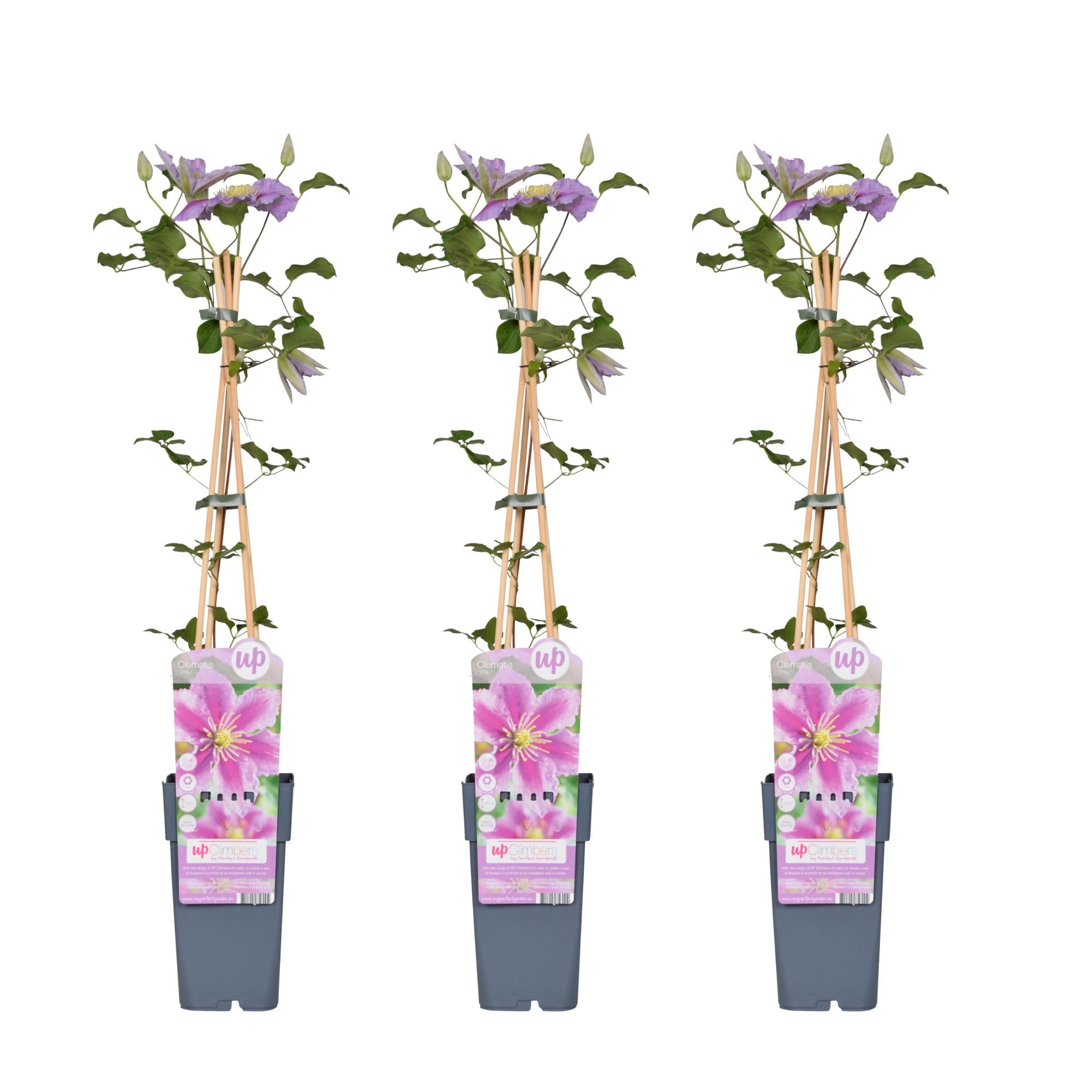 3x - Clematis Piilu - ↨65cm - Ø15