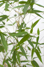 Phyllostachys 'Bissetii' - Groene stam bamboe - Ø14cm - ↕100cm