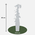 4x - Lonicera japonica 'Halliana' - ↨65cm - Ø15