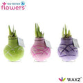No Water Flowers Waxz Art Monet - 3 stuks - Ø7 cm - ↕15 cm