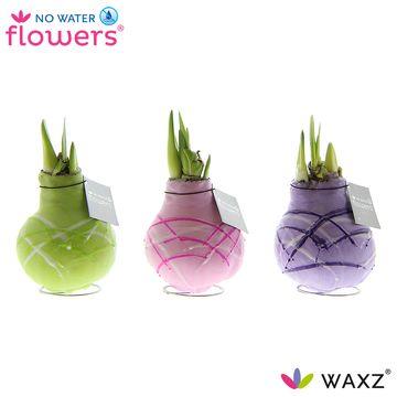 No Water Flowers Waxz Art Monet - 3 stuks - Ø7 cm - ↕15 cm