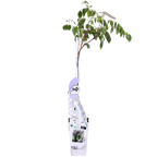 Wisteria sinensis Caroline - Paarse Regen - Ø15cm - ↕65cm