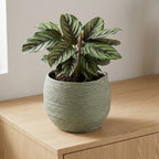 Mand Jorck groen D26