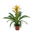 Guzmania Desire - Ø12 ↕45