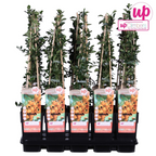 Pyracantha 'Soleil dOr' - Ø15cm - ↕65cm