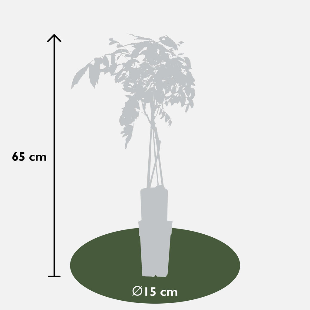 Wisteria sinensis 'Prolific' - Blauwe regen - Ø15cm - ↕65cm