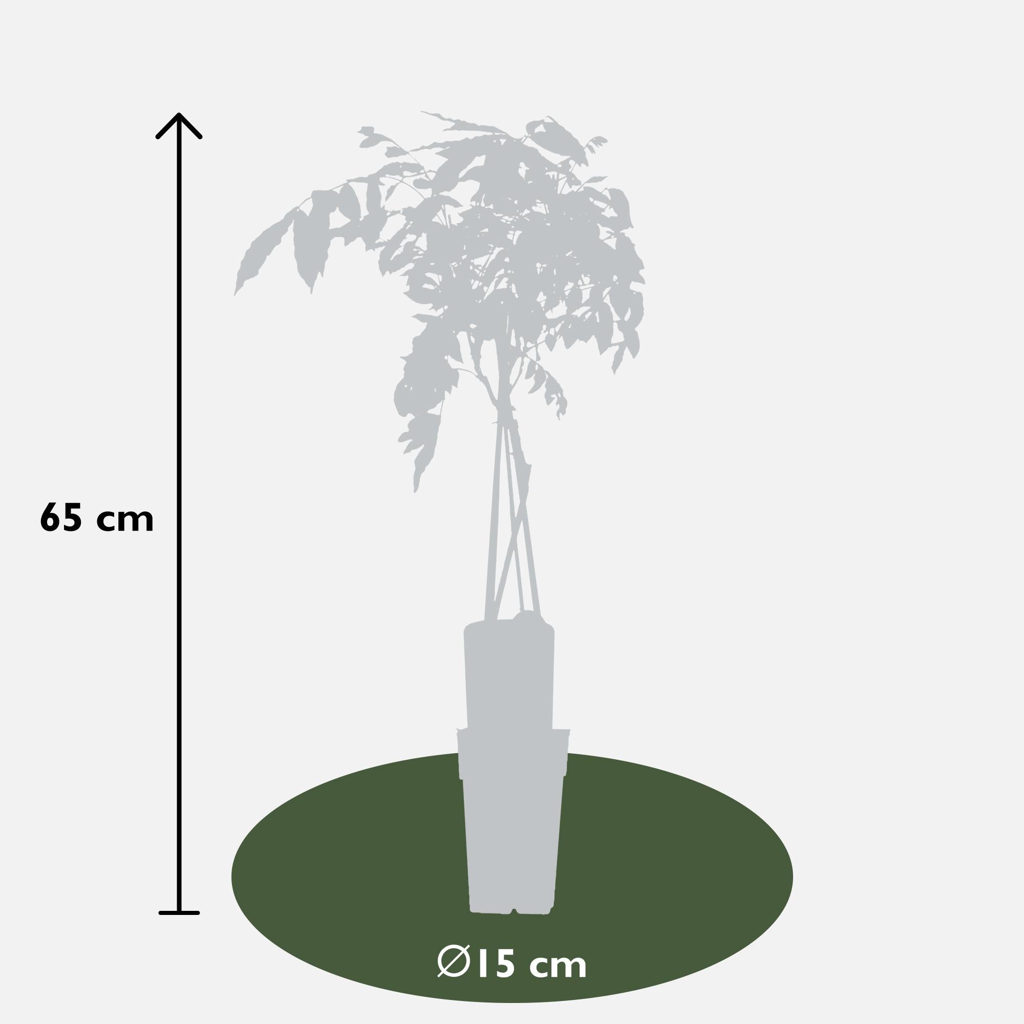 Wisteria sinensis 'Prolific' - Blauwe regen - Ø15cm - ↕65cm