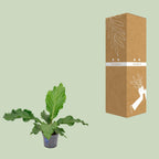 Anthurium Birdnes - Ø17cm - ↕55cm