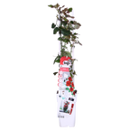 Rosa Crazy in love 'Red' - Rode Roos - Ø15cm - ↕65cm