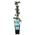 Hedera hibernica - Ø15cm - ↕65cm