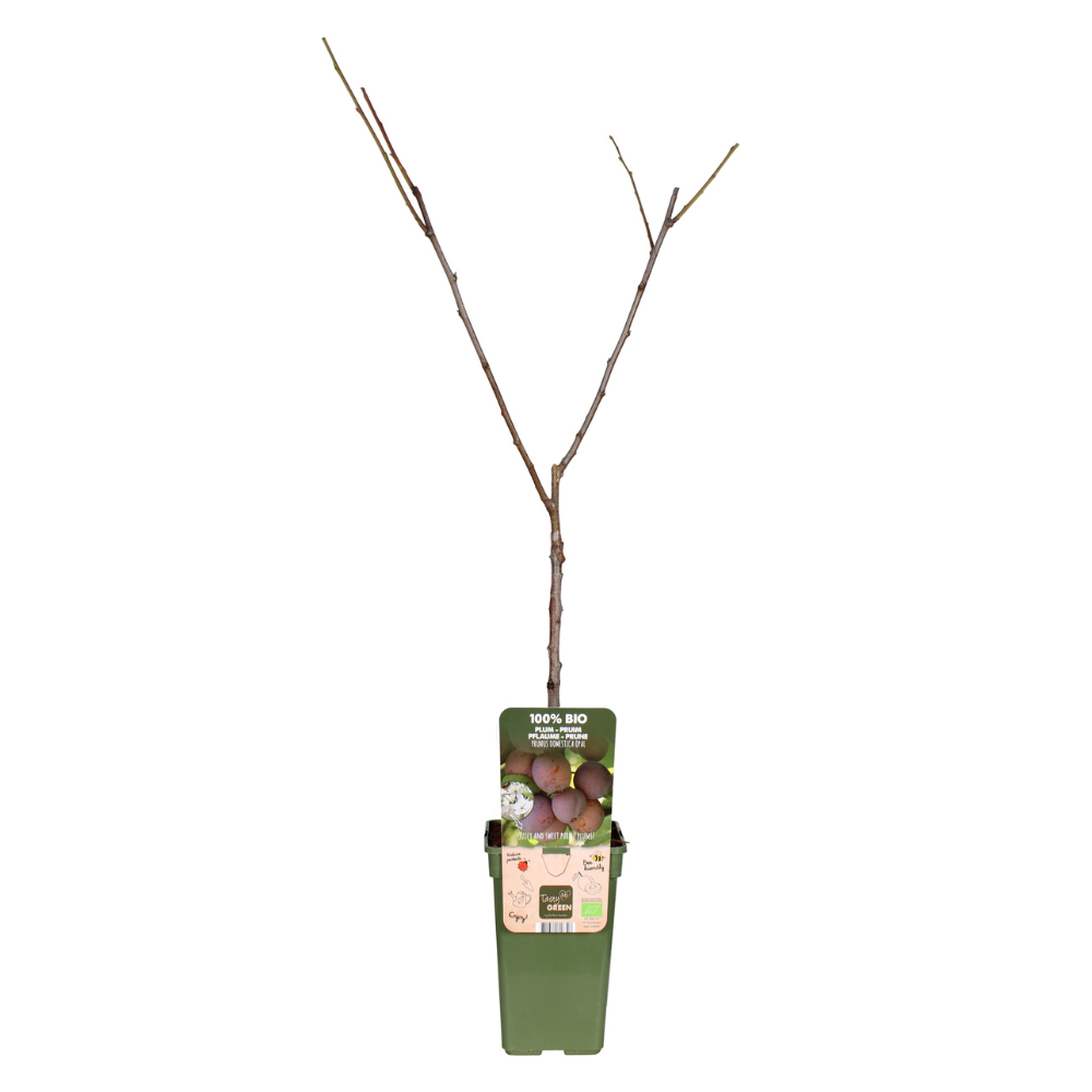 Prunus Domestica Opal - Pruim - Ø19cm - ↕60cm