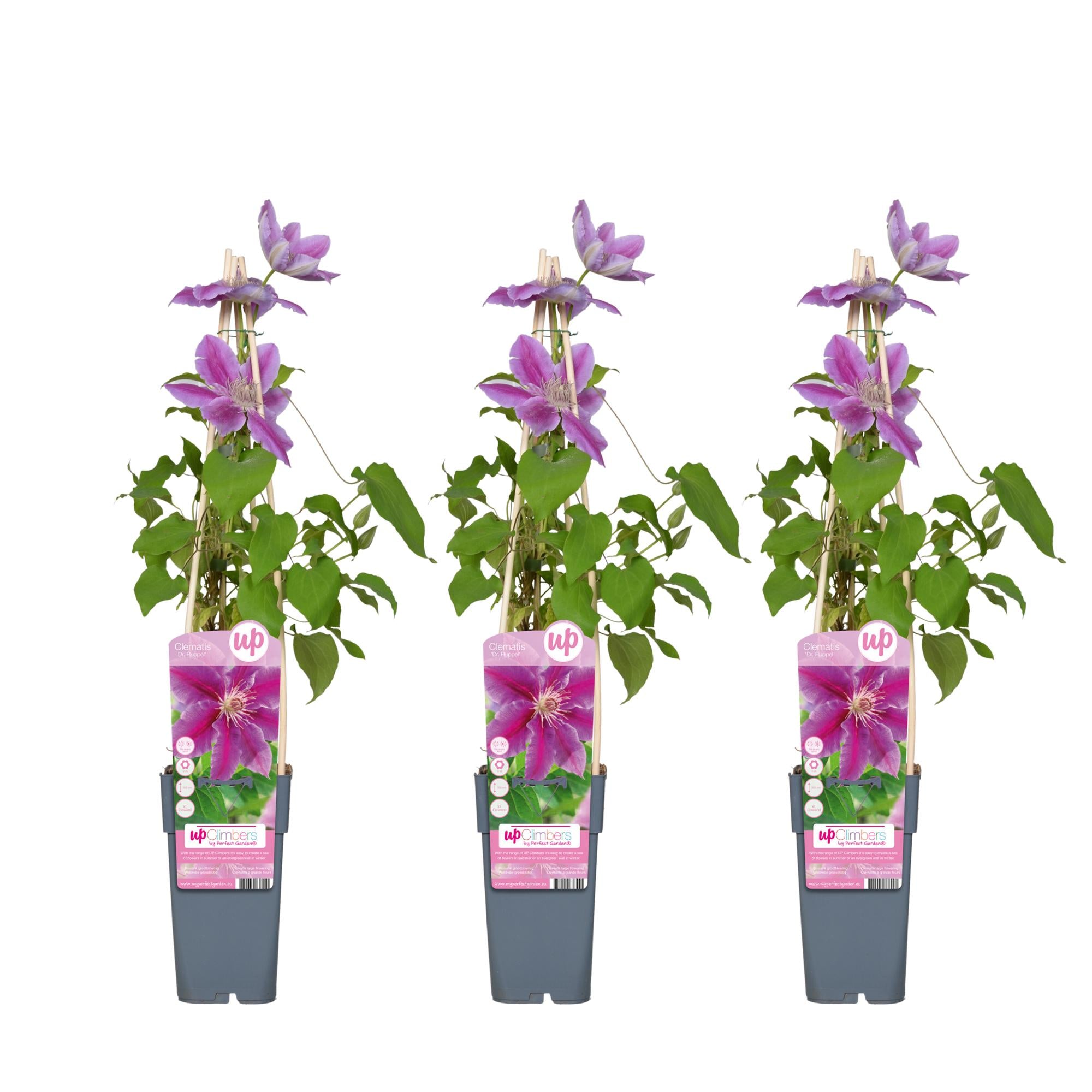 3x - Clematis Dr Ruppel - ↨65cm - Ø15