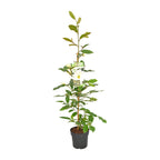 Michelia Fairy Magnolia Cream - Ø19cm - ↕70cm