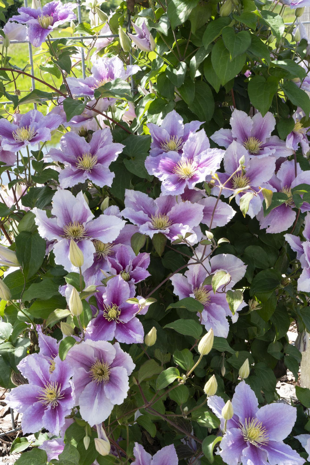 4x - Clematis Piilu - ↨65cm - Ø15