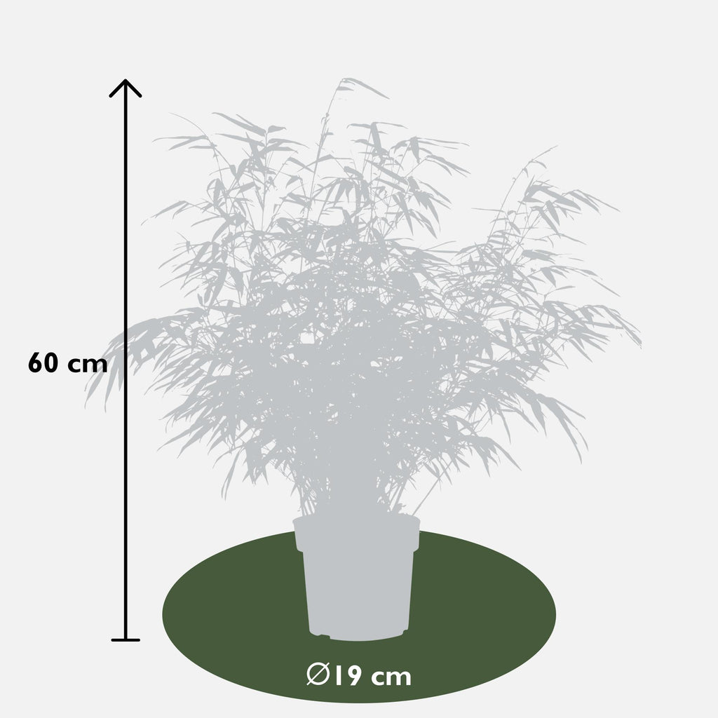 2x Fargesia rufa - ↨60cm - Ø19