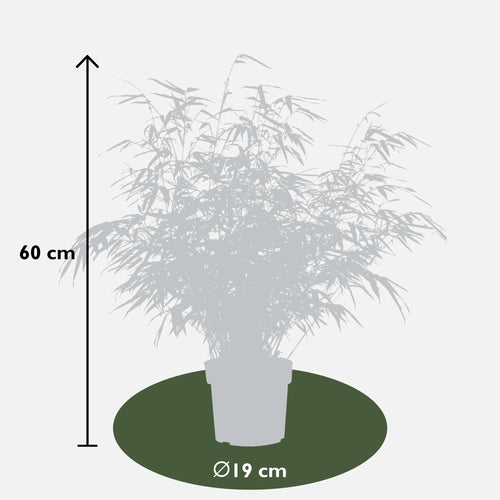 2x Fargesia rufa - ↨60cm - Ø19