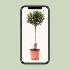 Olea Olijf - Ø22cm - ↕100cm