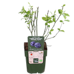 5x - Vaccinium corymbosum 'Reka' - ↨45cm - Ø13