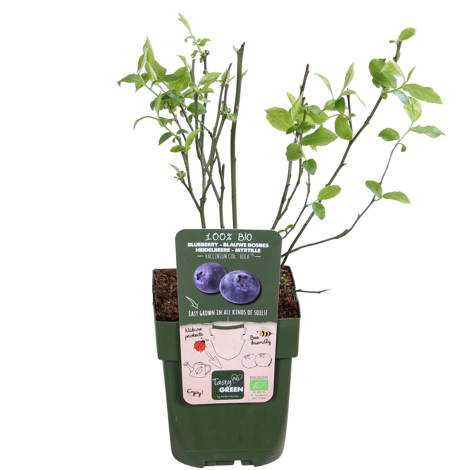 5x - Vaccinium corymbosum 'Reka' - ↨45cm - Ø13