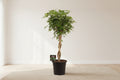 Schefflera Arb. Gold Capella - Ø32cm - ↕130cm