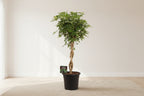 Schefflera Arb. Gold Capella - Ø32cm - ↕130cm