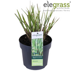 Miscanthus sinensis Strictus - Ø23cm - ↕60cm - Ø19 - ↨50cm