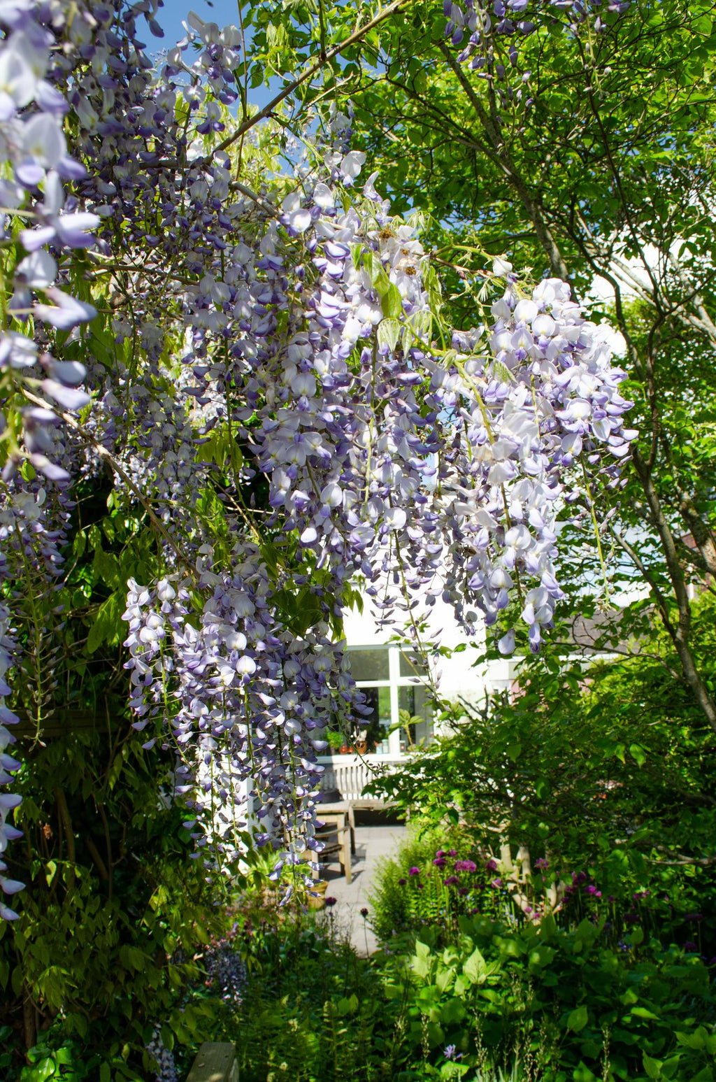 Wisteria sinensis Caroline - Paarse Regen - Ø15cm - ↕65cm