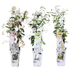 3x - Trachelospermum Mix - ↨65cm - Ø15