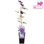 Clematis The President - Clematis Paars - Ø15cm - ↕65cm