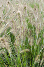 Pennisetum alopecuroides 'Hameln' - Ø19cm - ↕40cm - Ø19 - ↨40cm