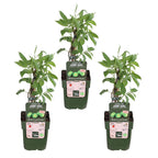3x - Actinidia arguta 'Issai' - ↨45cm - Ø13