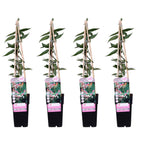 4x - Lonicera henryi - ↨65cm - Ø15