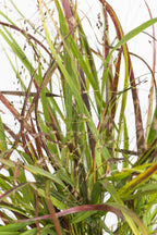 Panicum virgatum Cheyenne Sky - Ø23cm - ↕60cm - Ø19 - ↨50cm