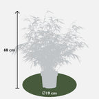 Fargesia rufa - Niet woekerende bamboe - Ø19 - ↨50-60cm