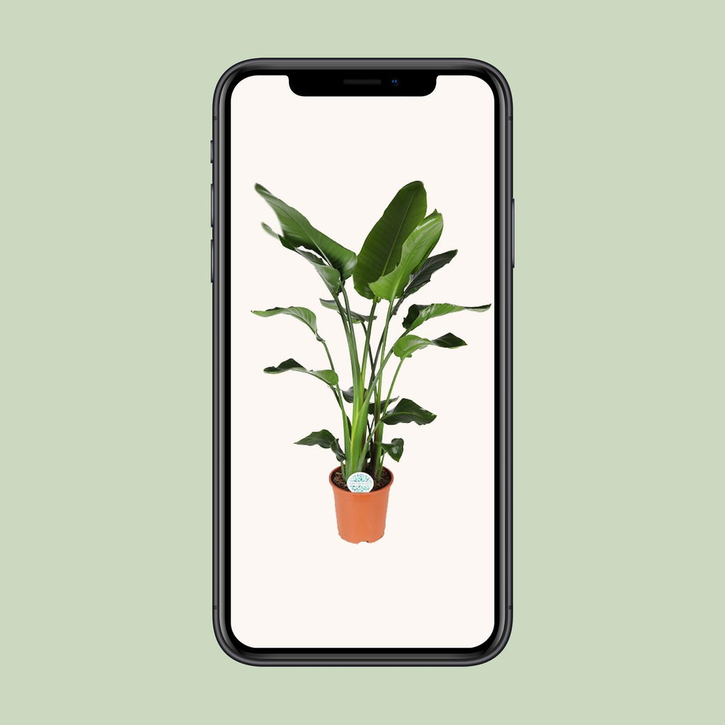 Strelitzia Nicolai - Ø27cm - ↕140cm
