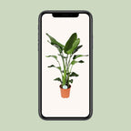 Strelitzia Nicolai - Ø27cm - ↕140cm