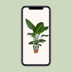 Strelitzia Nicolai - Paradijsvogelplant - Ø19cm - ↕90cm