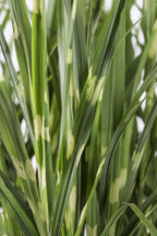 Miscanthus sinensis Strictus - Ø23cm - ↕60cm - Ø23 - ↨60cm