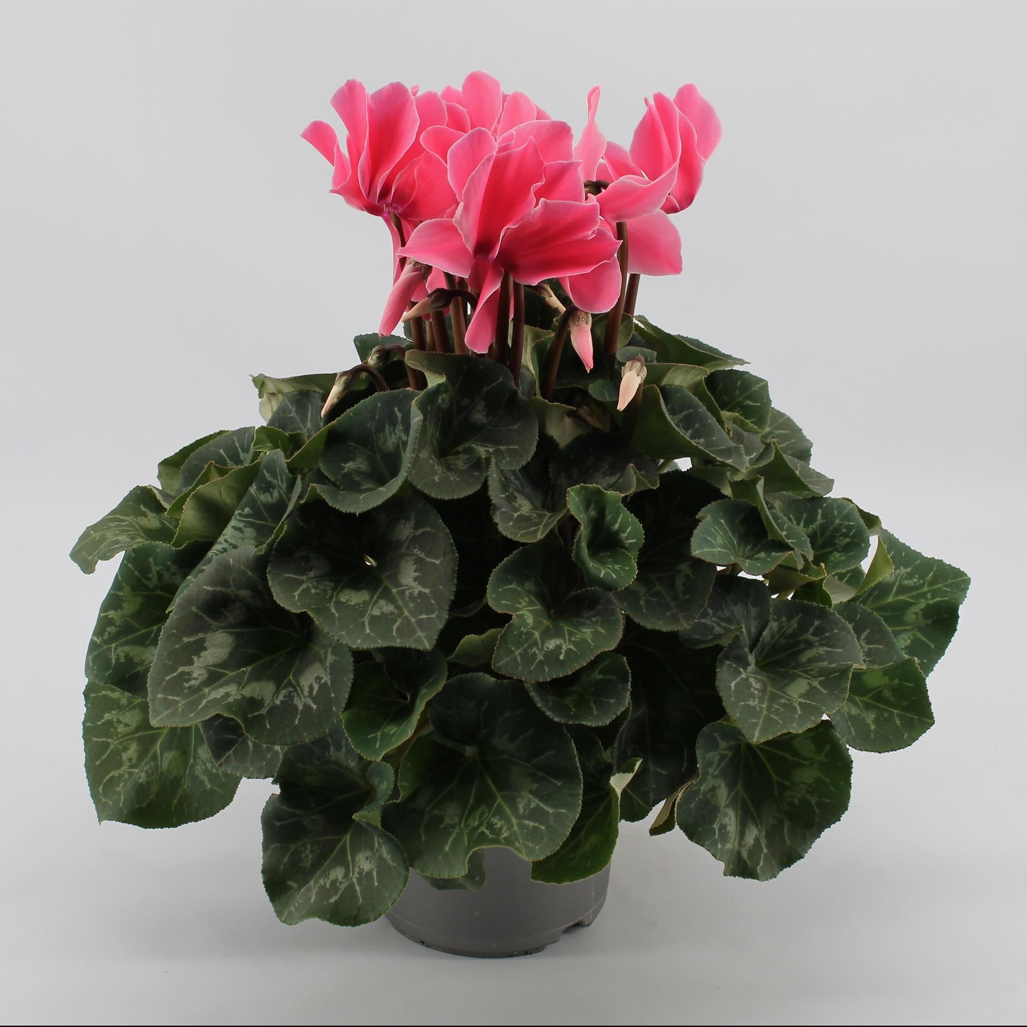 Cyclaam Light Pink - Ø17cm - ↕40cm